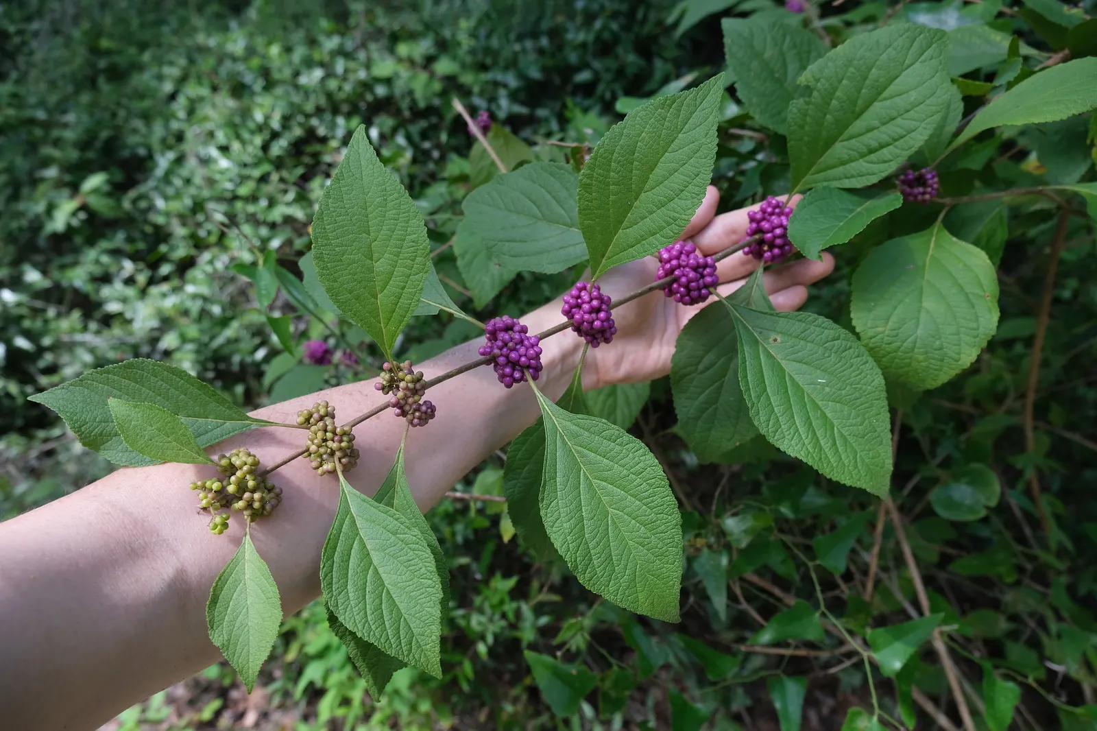 Beautyberry (Callicarpa Bodinieri) — is a deciduous shrub boasting clusters of vibrant purple berries in fall; hardy in USDA zones 5-8, it requires, image 73