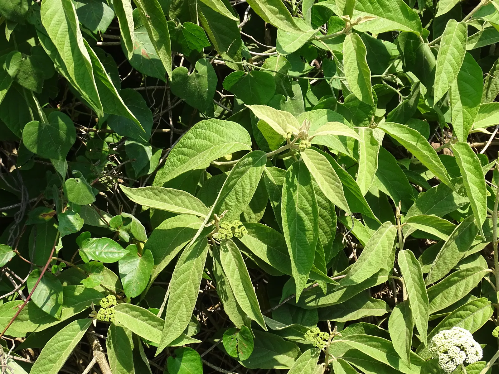 Beautyberry (Callicarpa Bodinieri) — shrub for full or half; and can attract birds and beneficial wildlife to their garden, image 96