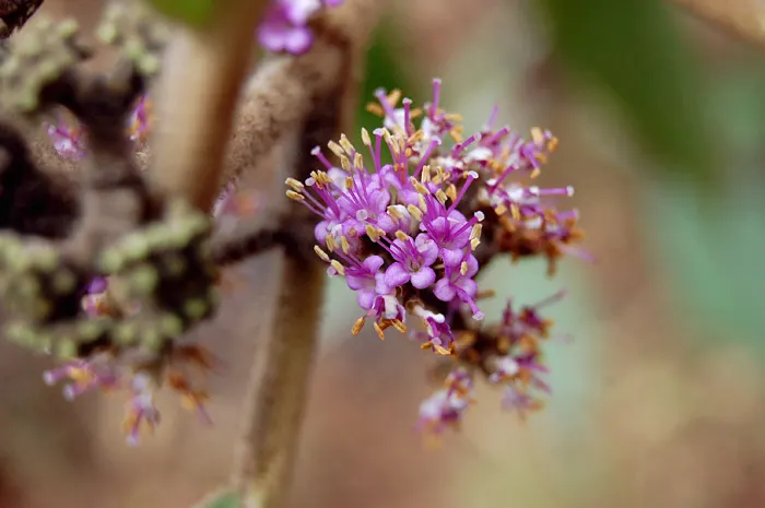 Beautyberry (Callicarpa Bodinieri) — It thrives in USDA hardiness zones 5 through 8