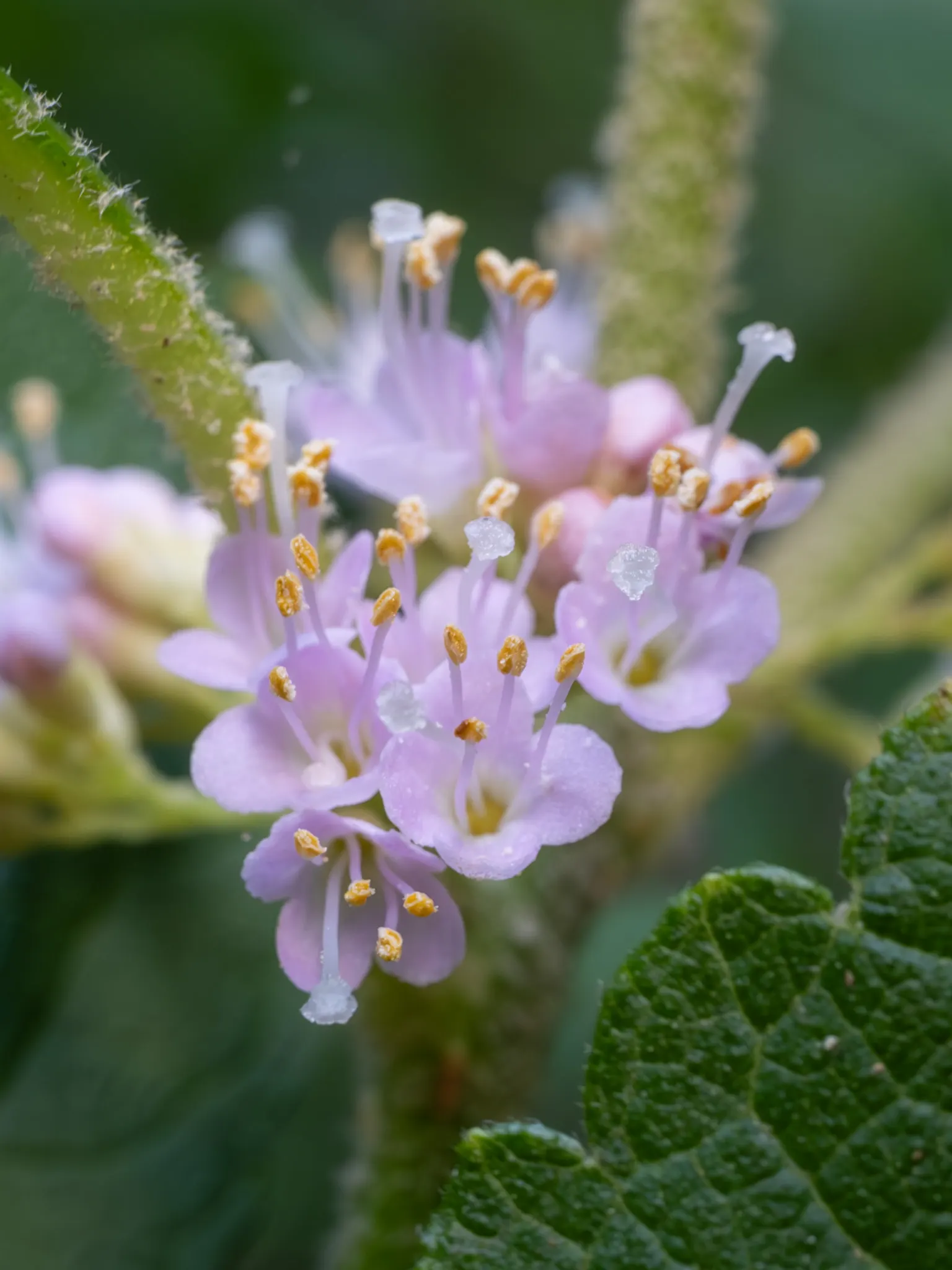 Beautyberry (Callicarpa Bodinieri) — This plant typically reaches a mature height of 3 to 6 feet and spreads out 3 to 5 feet; preferring a sunny to part shade