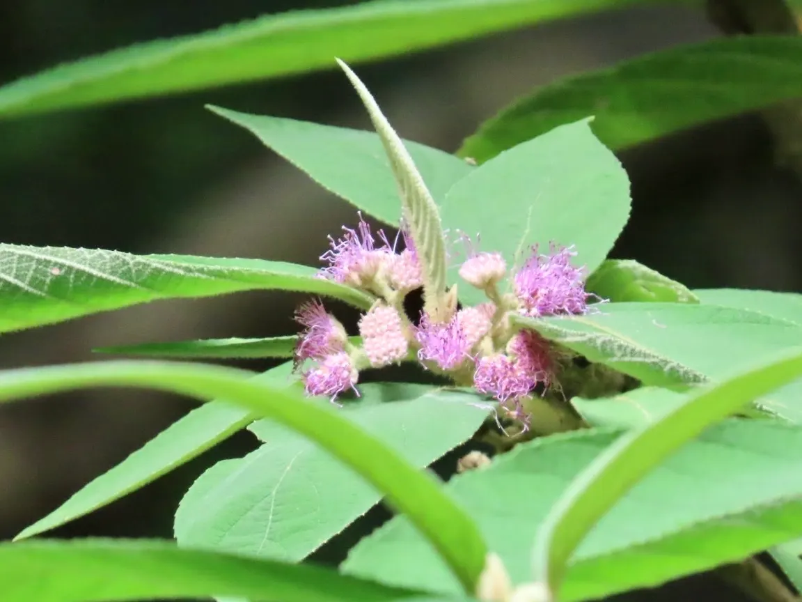 Beautyberry (Callicarpa Bodinieri) — Its striking berries attract birds, adding dynamic life to the landscape; glossy berries that follow, image 102