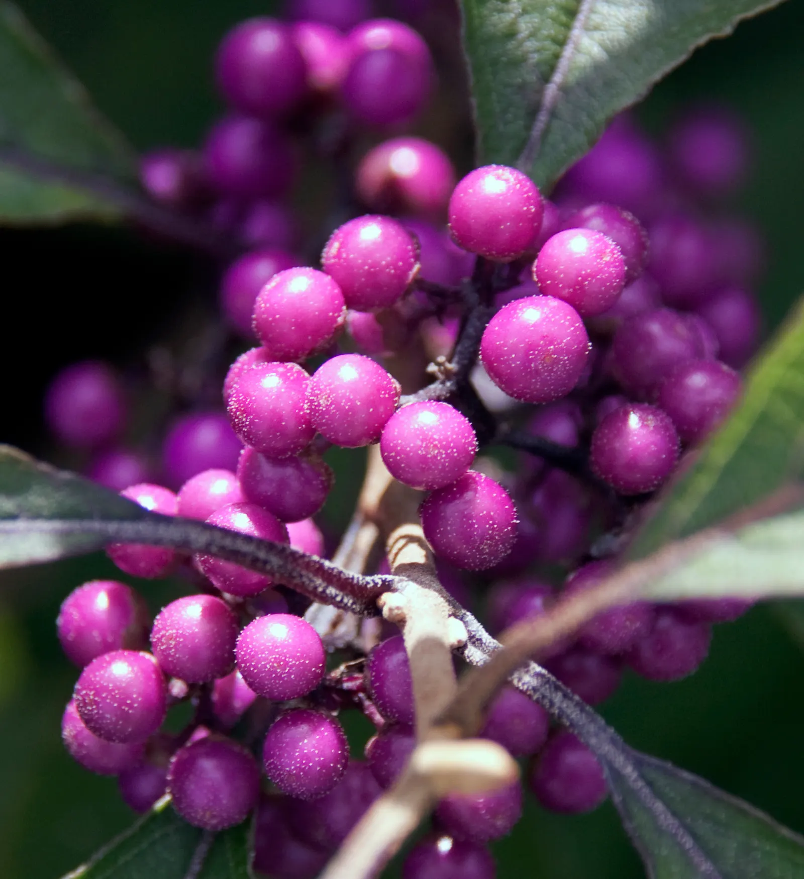 Beautyberry (Callicarpa Bodinieri) — Its striking berries attract birds, adding dynamic life to the landscape; glossy berries that follow, image 150