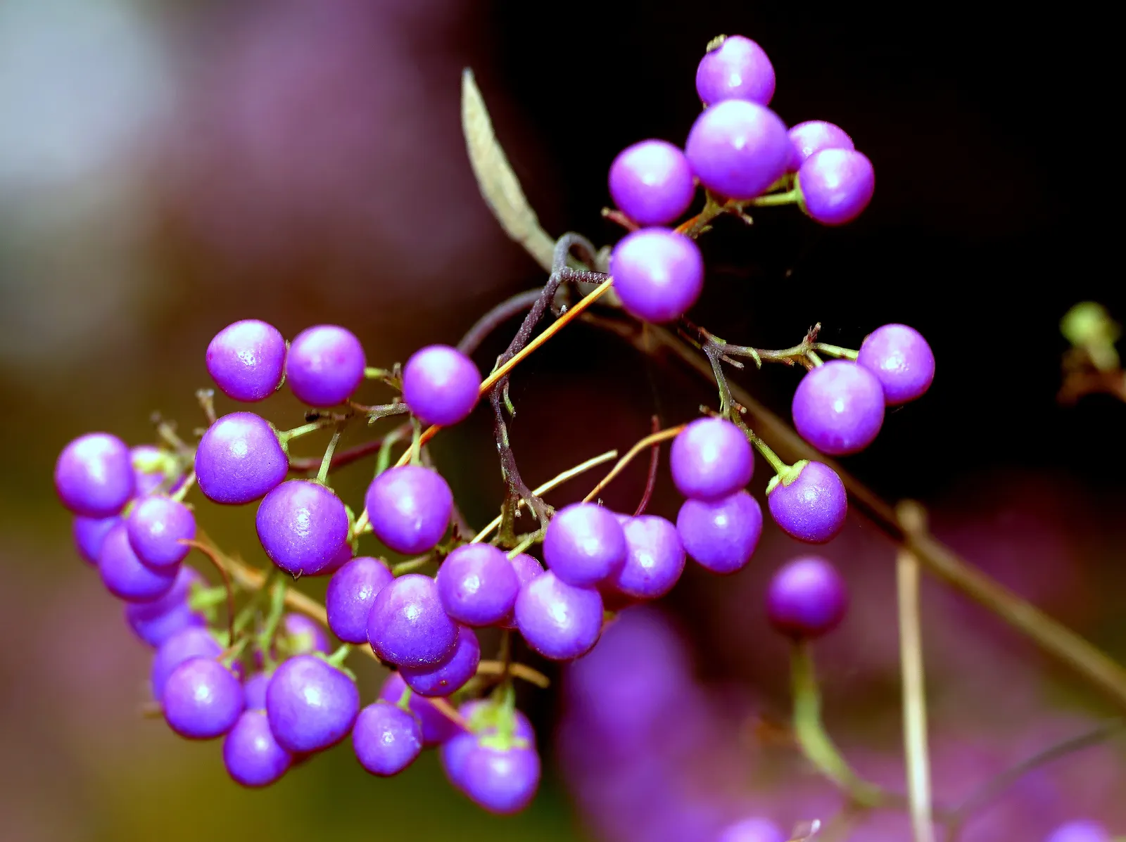 Beautyberry (Callicarpa Bodinieri) — and can attract birds and beneficial wildlife to their garden; shrub for full or half, image 117