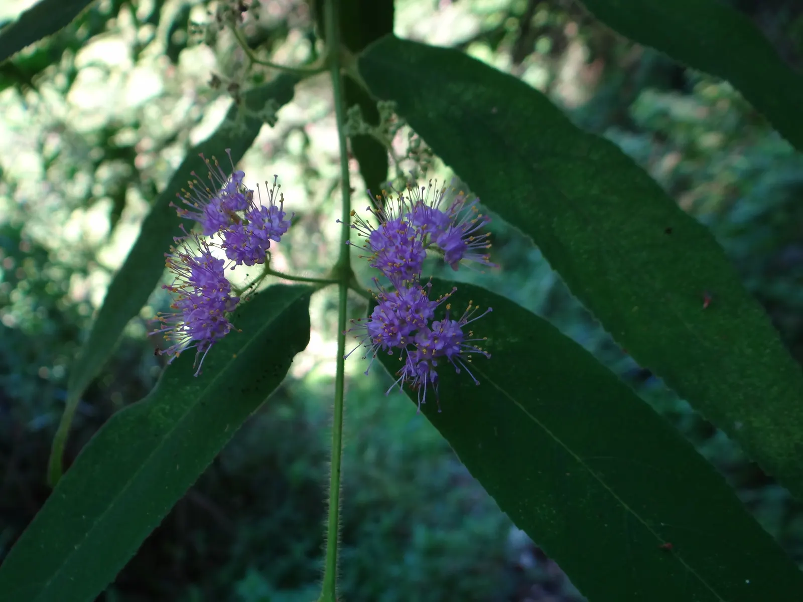 Beautyberry (Callicarpa Bodinieri) — commonly referred to as Beautyberry; pink and purple flowers in the garden
