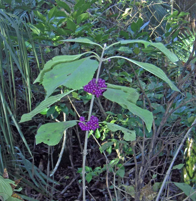 Beautyberry (Callicarpa Bodinieri) — commonly referred to as Beautyberry; pink and purple flowers in the garden, image 151