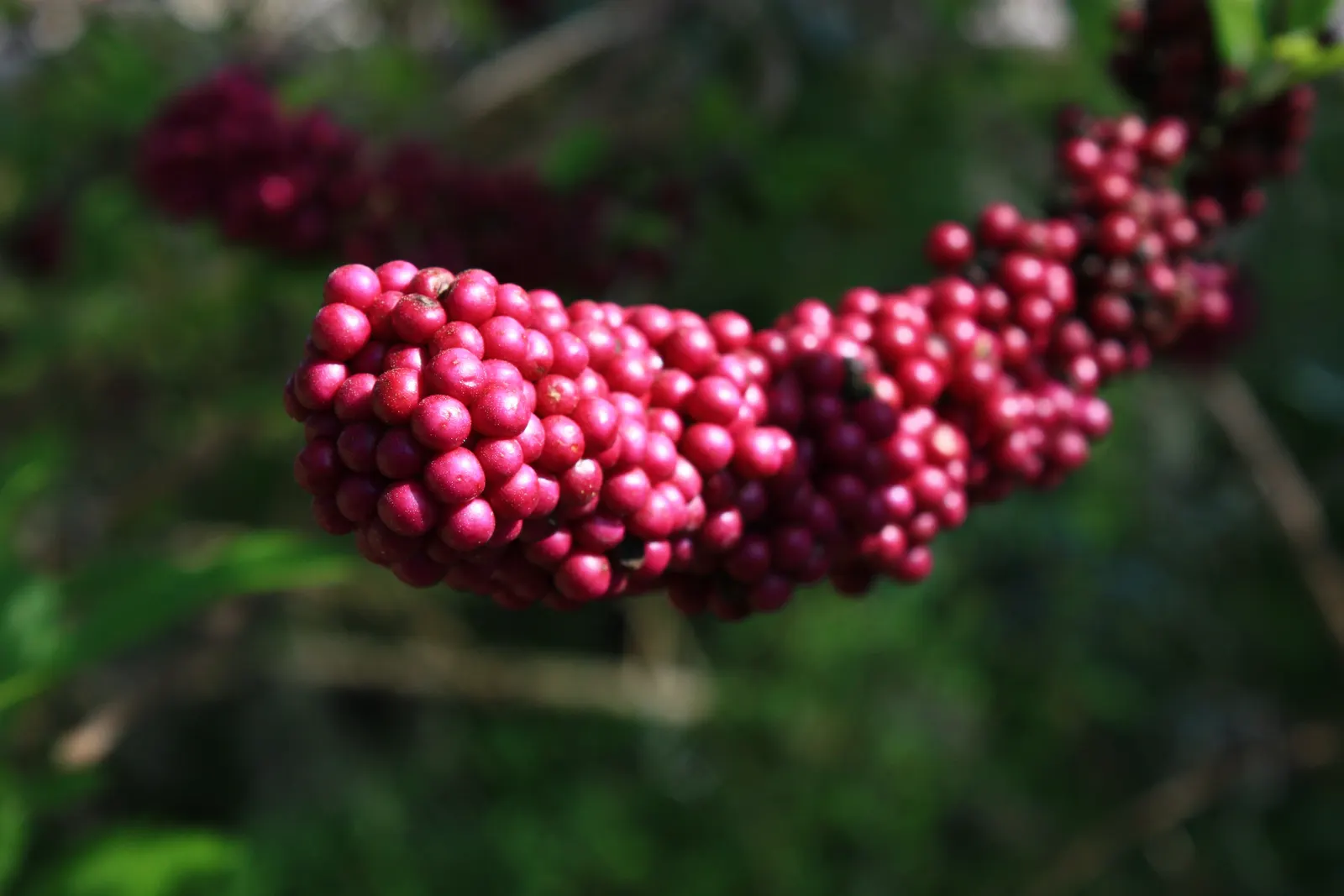 Beautyberry (Callicarpa Bodinieri) — Regular pruning in late winter can enhance the shrub's form and promote vigorous growth