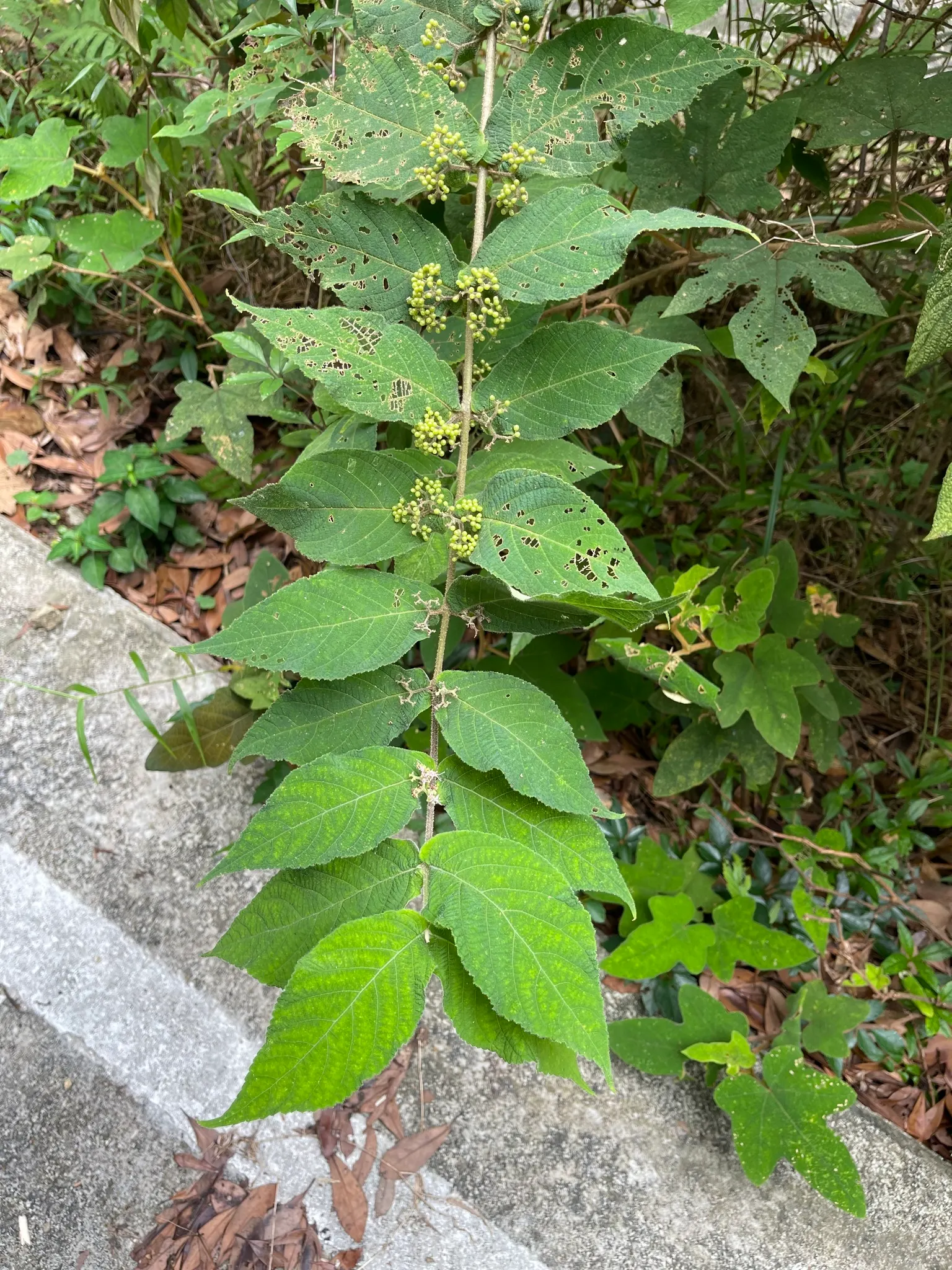 Beautyberry (Callicarpa Bodinieri) — Hardy in USDA zones 5-8, it requires well-drained soil; is a deciduous shrub boasting clusters of vibrant, image 148