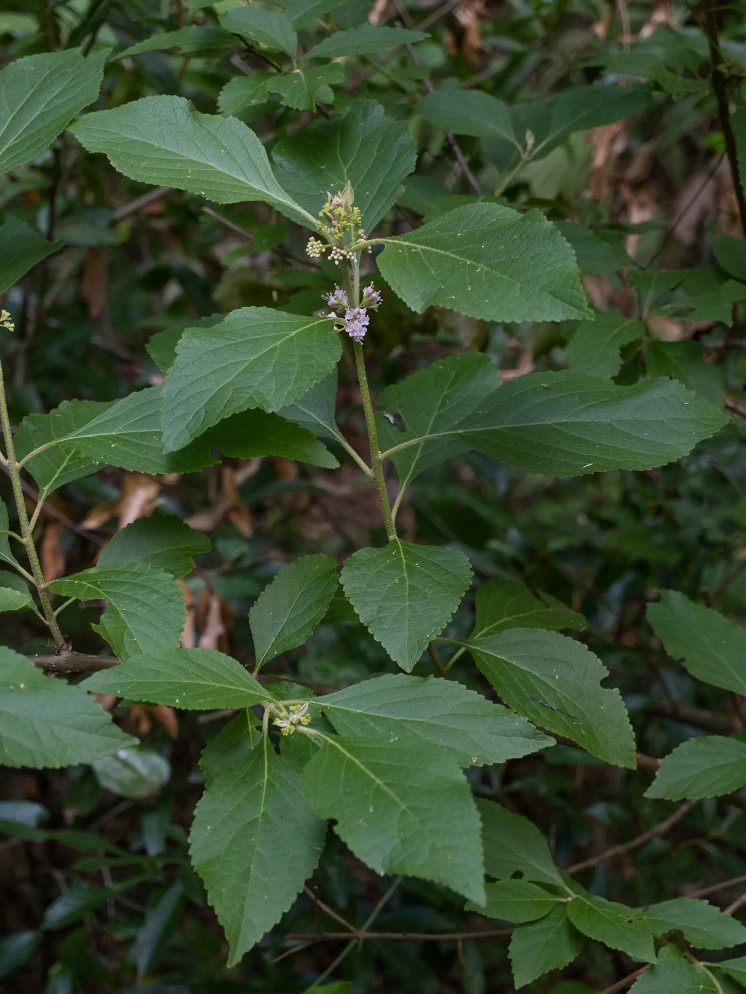 Beautyberry (Callicarpa Bodinieri) — These berry clusters encircle the stems; the Beautyberry boasts small pink to light purple flowers in summer, image 112