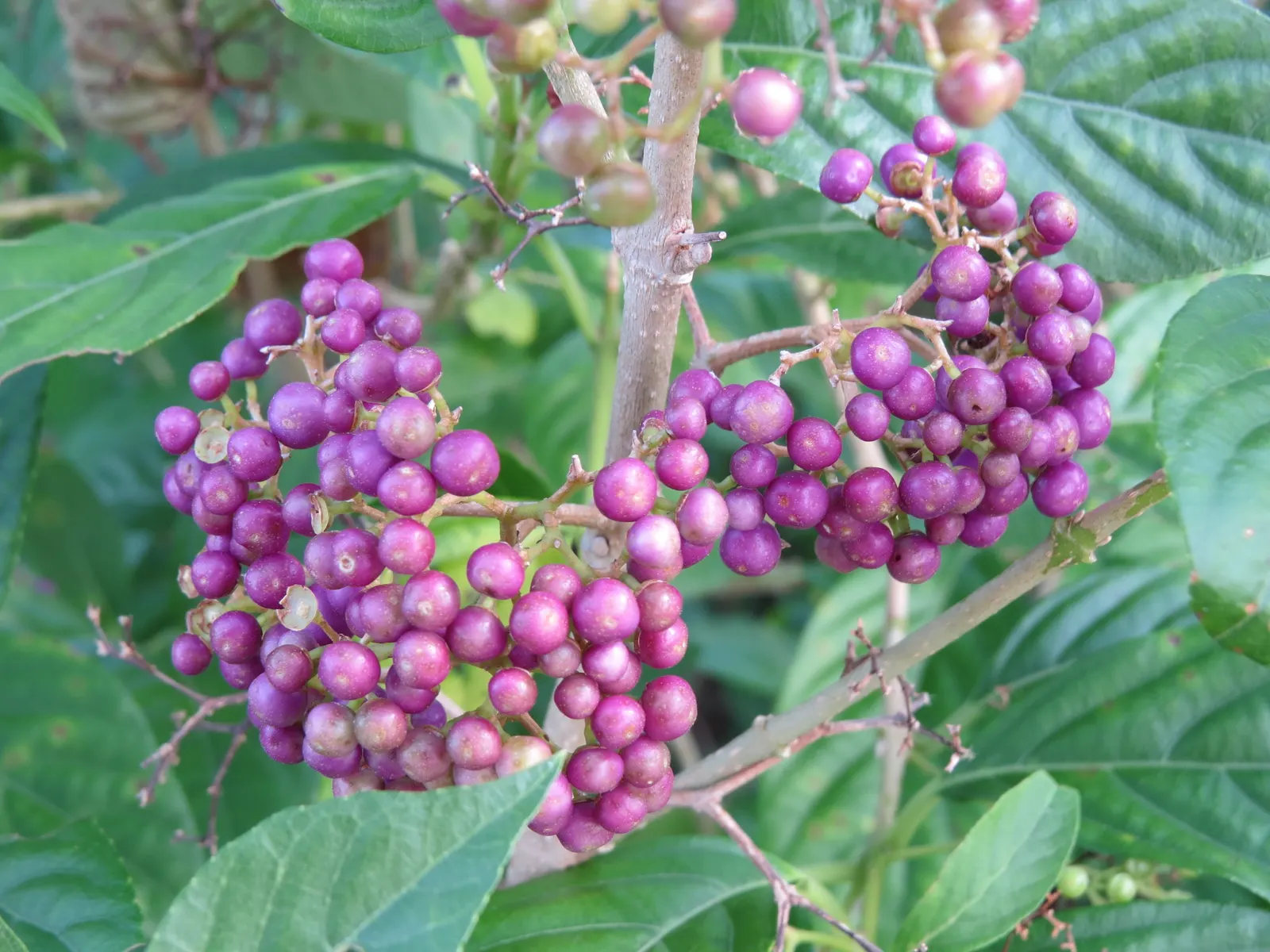 Beautyberry (Callicarpa Bodinieri) — pink and purple flowers in the garden; commonly referred to as Beautyberry