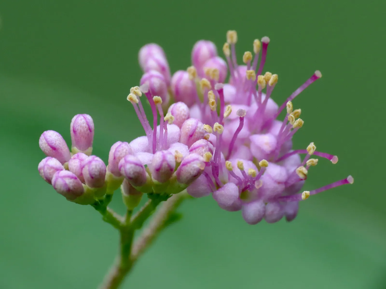 Beautyberry (Callicarpa Bodinieri) — Hardy in USDA zones 5-8, it requires well-drained soil; is a deciduous shrub boasting clusters of vibrant, image 76