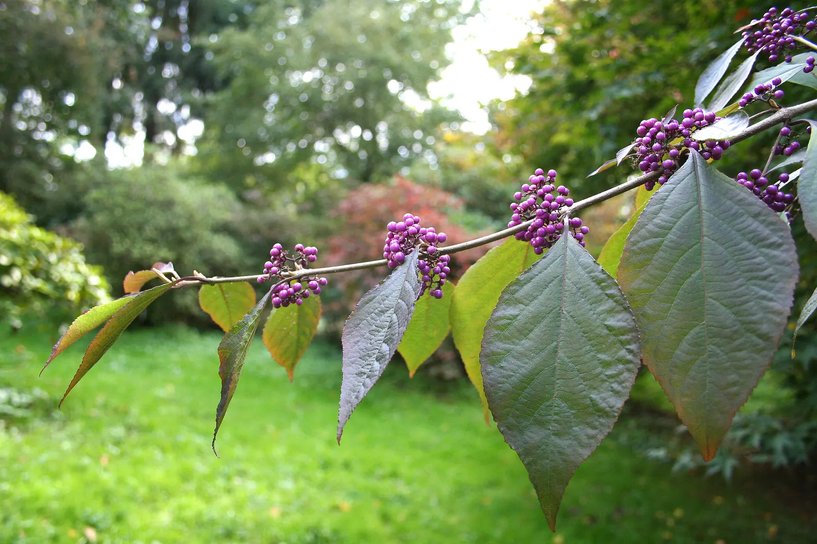 Beautyberry (Callicarpa Bodinieri) — shrub for full or half; and can attract birds and beneficial wildlife to their garden, image 120