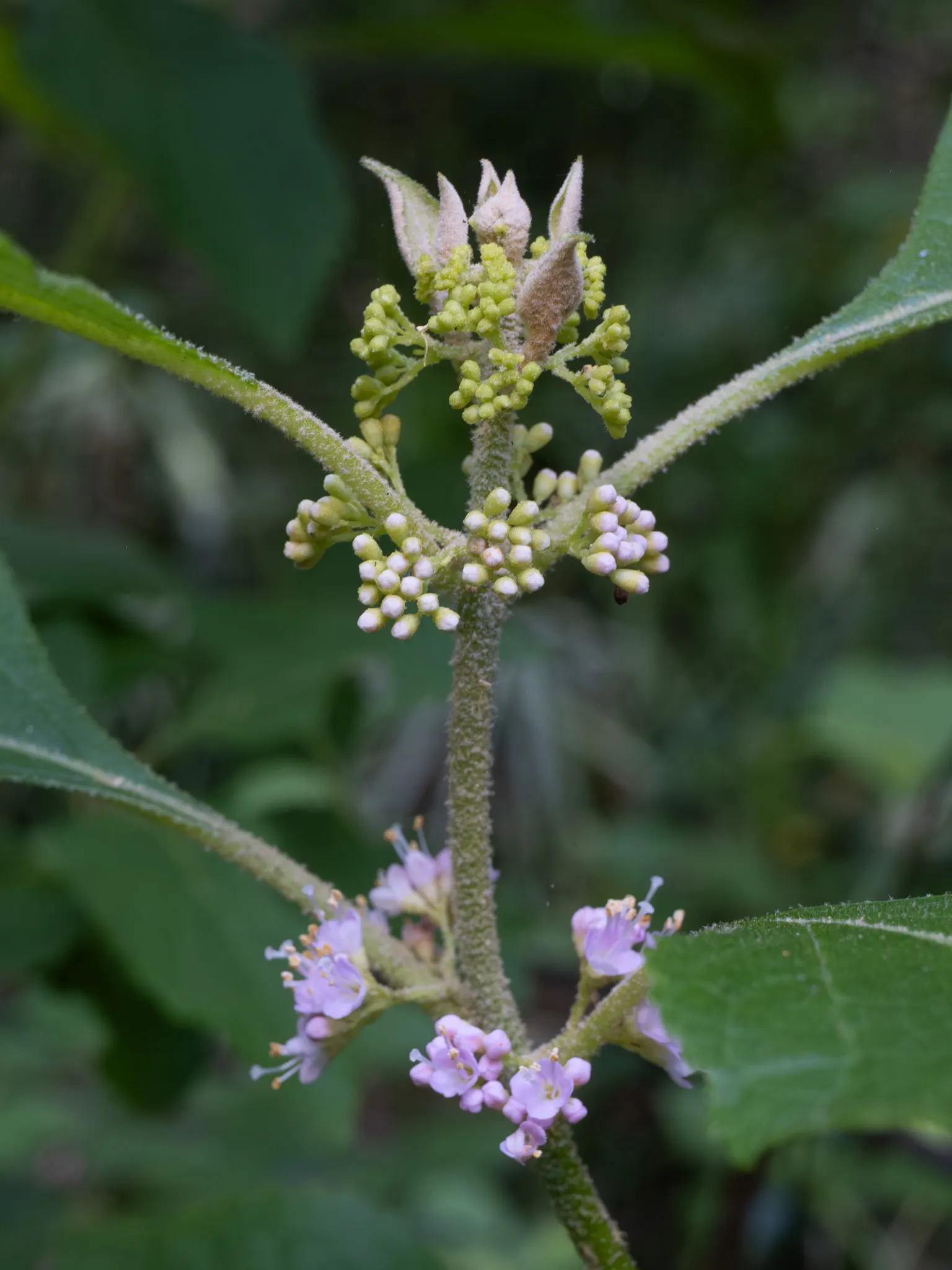 Beautyberry (Callicarpa Bodinieri) — it's worth noting to the client that Callicarpa bodinieri is relatively low-maintenance; allowing it to serve, image 91