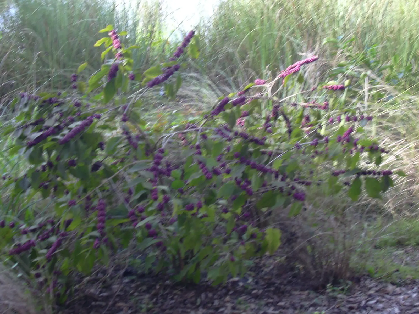 Beautyberry (Callicarpa Bodinieri) — It thrives in USDA hardiness zones 5 through 8; after delicate pink flowers in summer, image 107