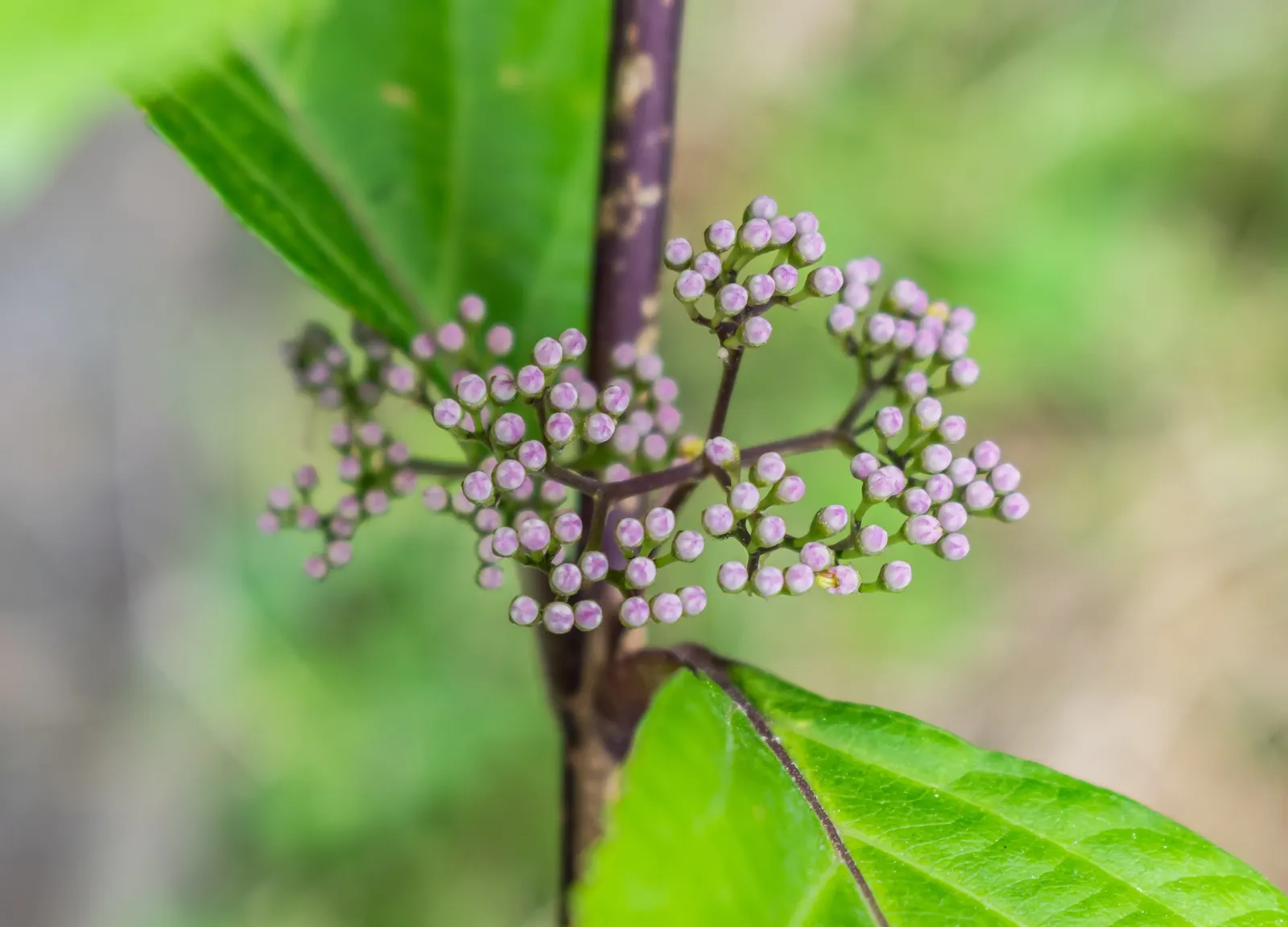 Beautyberry (Callicarpa Bodinieri) — the Beautyberry boasts small pink to light purple flowers in summer; these berry clusters encircle the stems