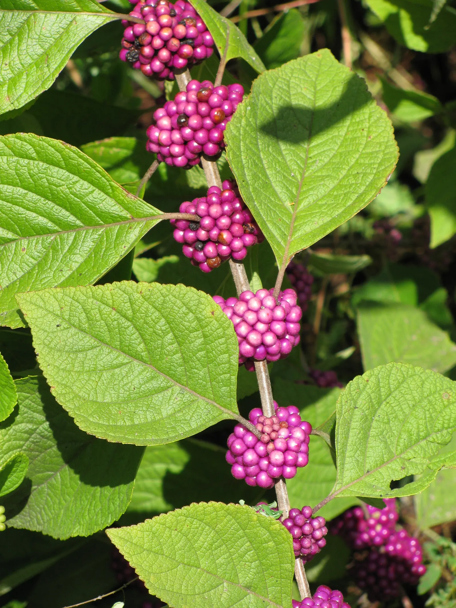 Beautyberry (Callicarpa Bodinieri) — Prune in late winter to maintain shape; is a striking deciduous shrub known for its vibrant display of purple berries in