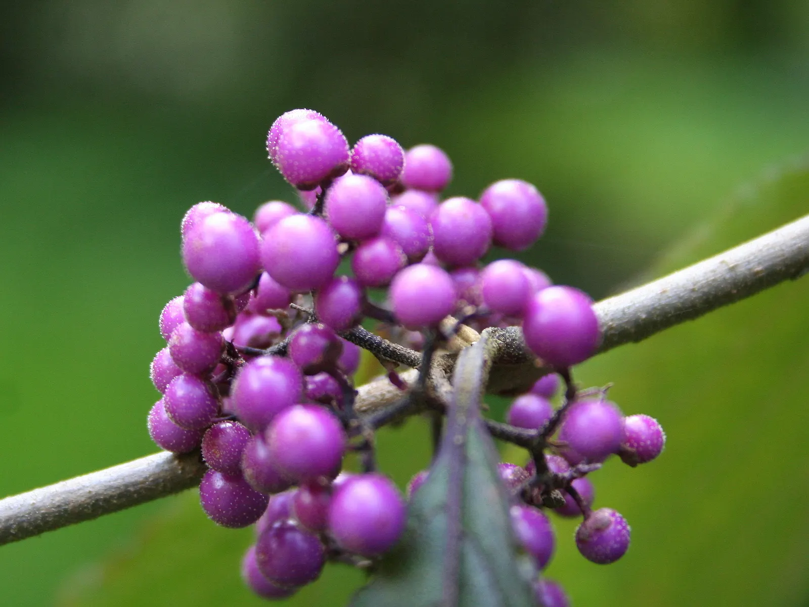 Beautyberry (Callicarpa Bodinieri) — It thrives in USDA hardiness zones 5 through 8; after delicate pink flowers in summer, image 131