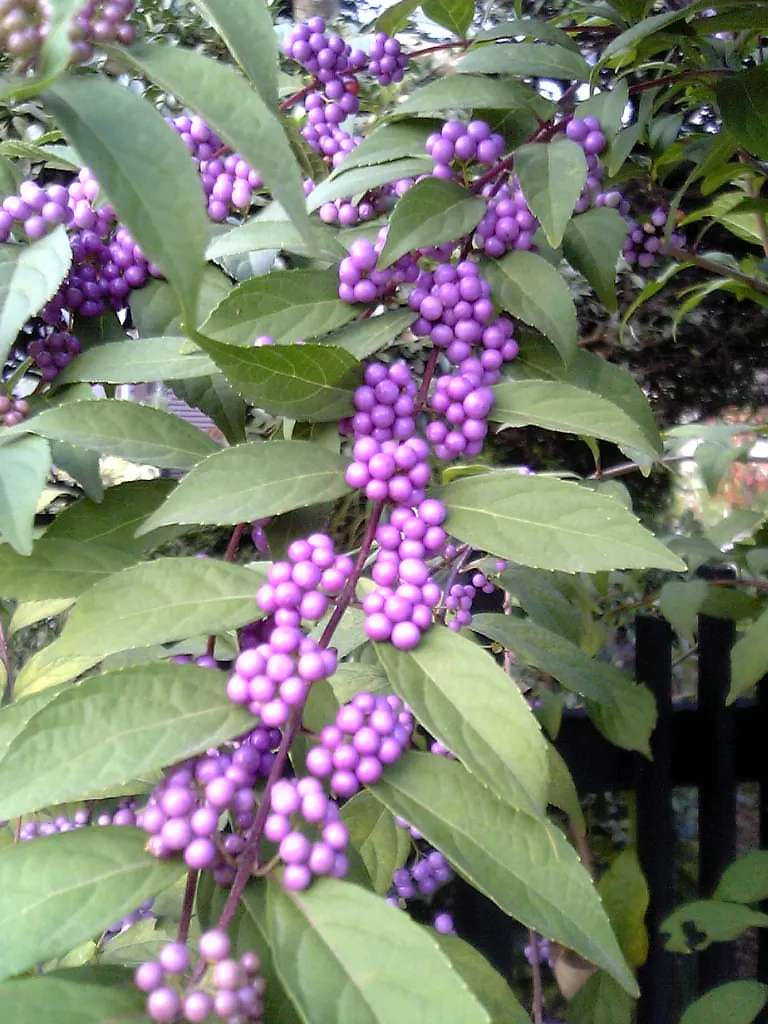 Beautyberry (Callicarpa Bodinieri) — These berry clusters encircle the stems; the Beautyberry boasts small pink to light purple flowers in summer, image 136