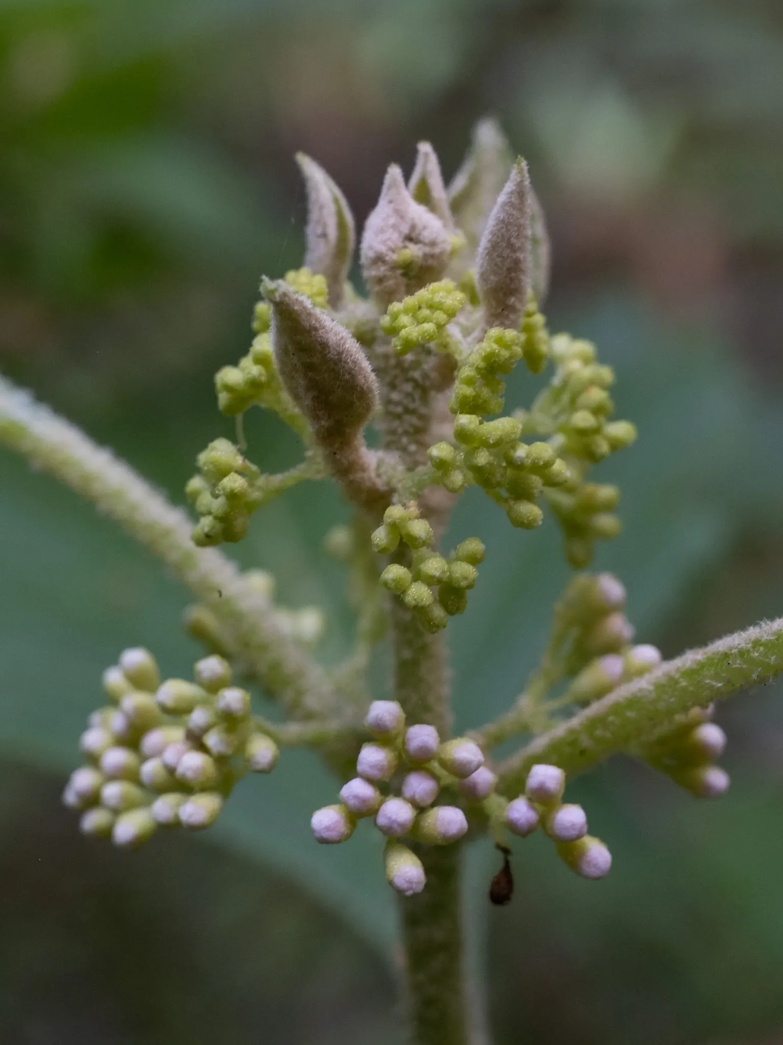 Beautyberry (Callicarpa Bodinieri) — allowing it to serve as a stunning focal point or accent within a mixed border; it's worth noting to the, image 58