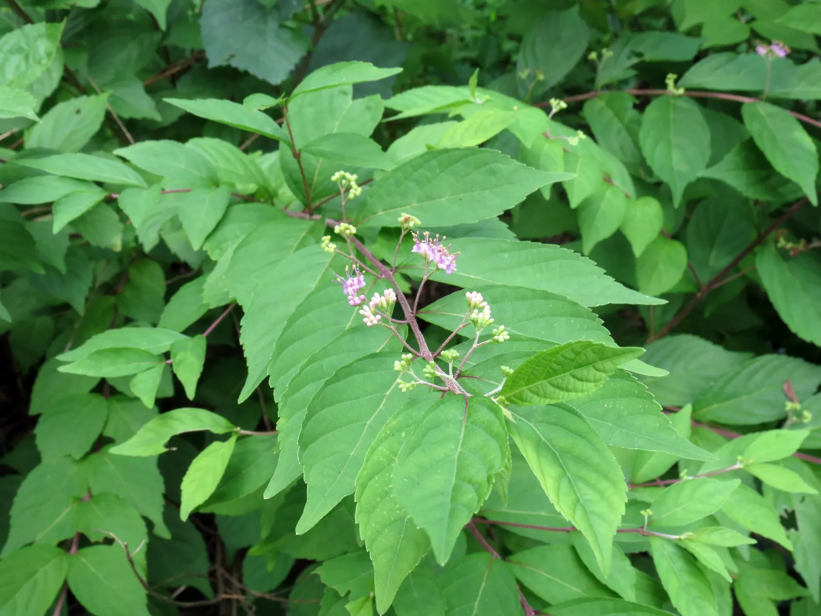 Beautyberry (Callicarpa Bodinieri) — it is recommended to plant the Beautyberry in full sun