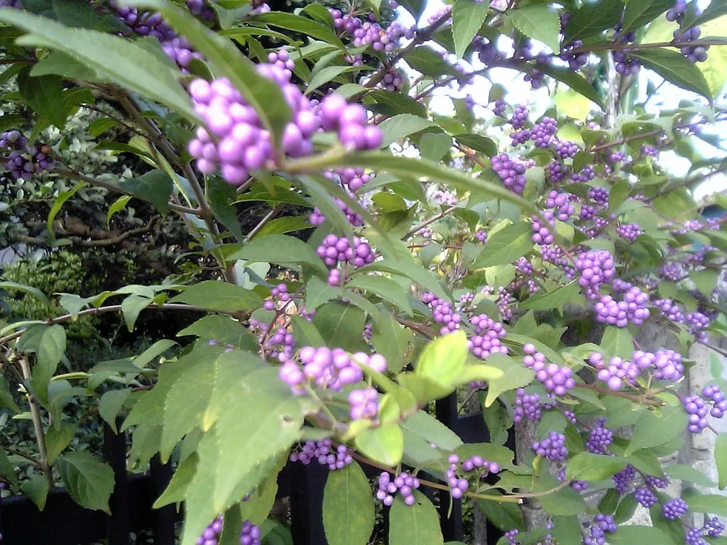 Beautyberry (Callicarpa Bodinieri) — allowing it to serve as a stunning focal point or accent within a mixed border; it's worth noting to the, image 130
