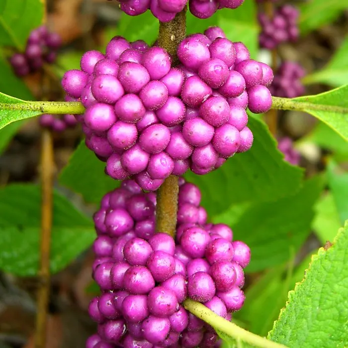Beautyberry (Callicarpa Bodinieri) — These berry clusters encircle the stems; the Beautyberry boasts small pink to light purple flowers in summer