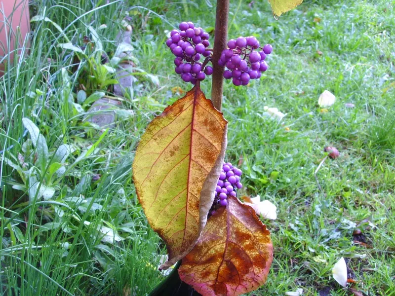 Beautyberry (Callicarpa Bodinieri) — Its striking berries attract birds, adding dynamic life to the landscape; glossy berries that follow, image 78
