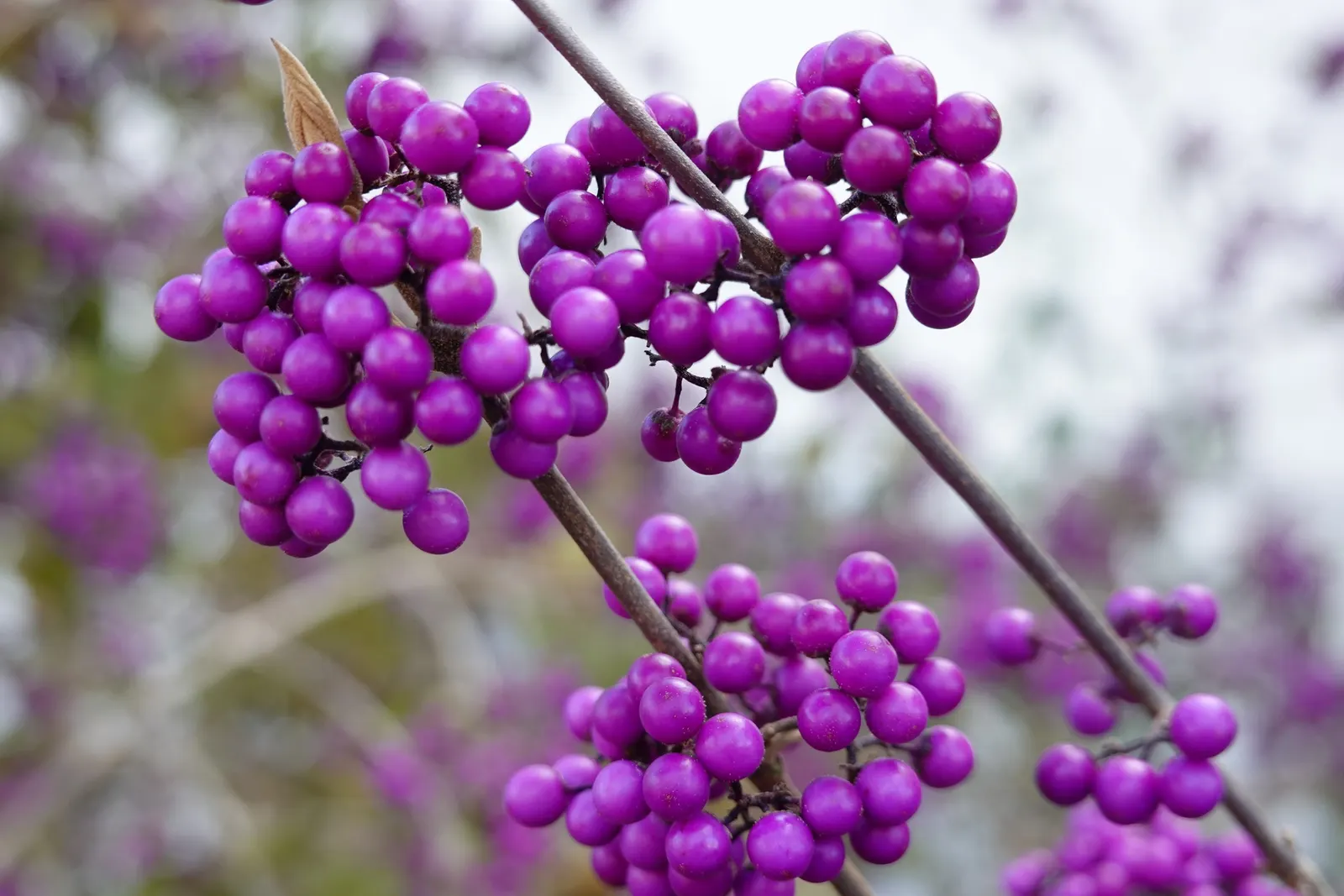 Beautyberry (Callicarpa Bodinieri) — and can attract birds and beneficial wildlife to their garden; shrub for full or half, image 141