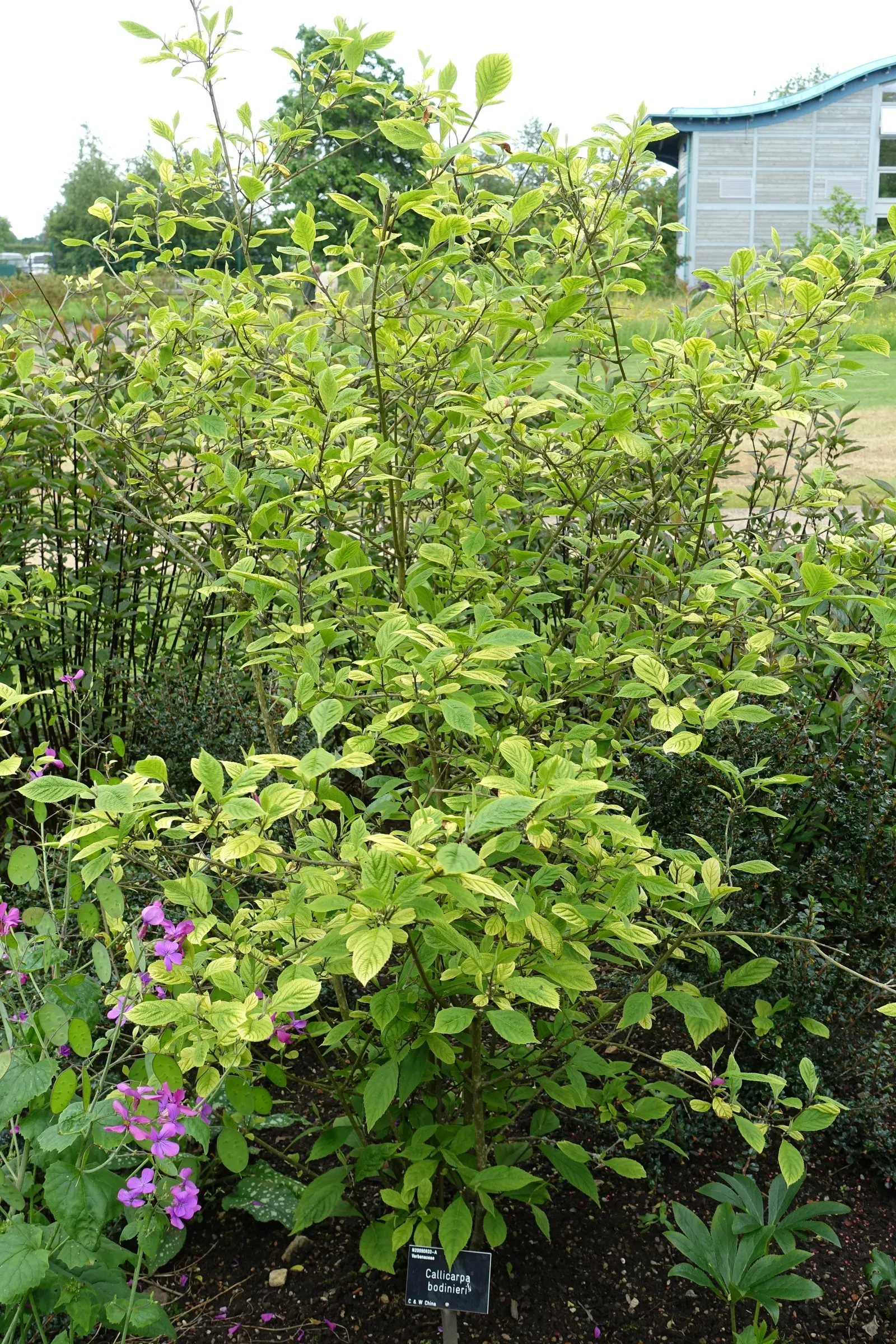 Beautyberry (Callicarpa Bodinieri) — shrub with pink and purple blooms; which are quite subtle when compared to the dramatic show of clustered, image 95