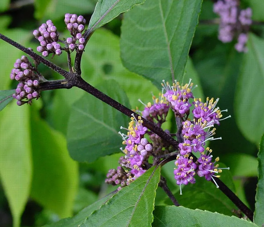 Beautyberry (Callicarpa Bodinieri) — Its striking berries attract birds, adding dynamic life to the landscape; glossy berries that follow, image 54