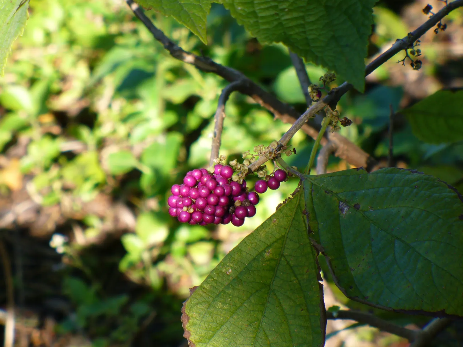 Beautyberry (Callicarpa Bodinieri) — pink and purple flowers in the garden; commonly referred to as Beautyberry, image 70