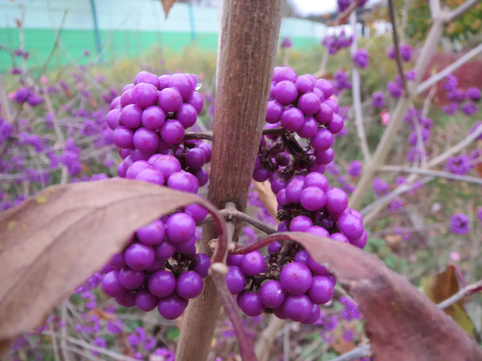 Beautyberry (Callicarpa Bodinieri) — Thriving in full sun to partial shade, it reaches up to 6 ft in height and spread