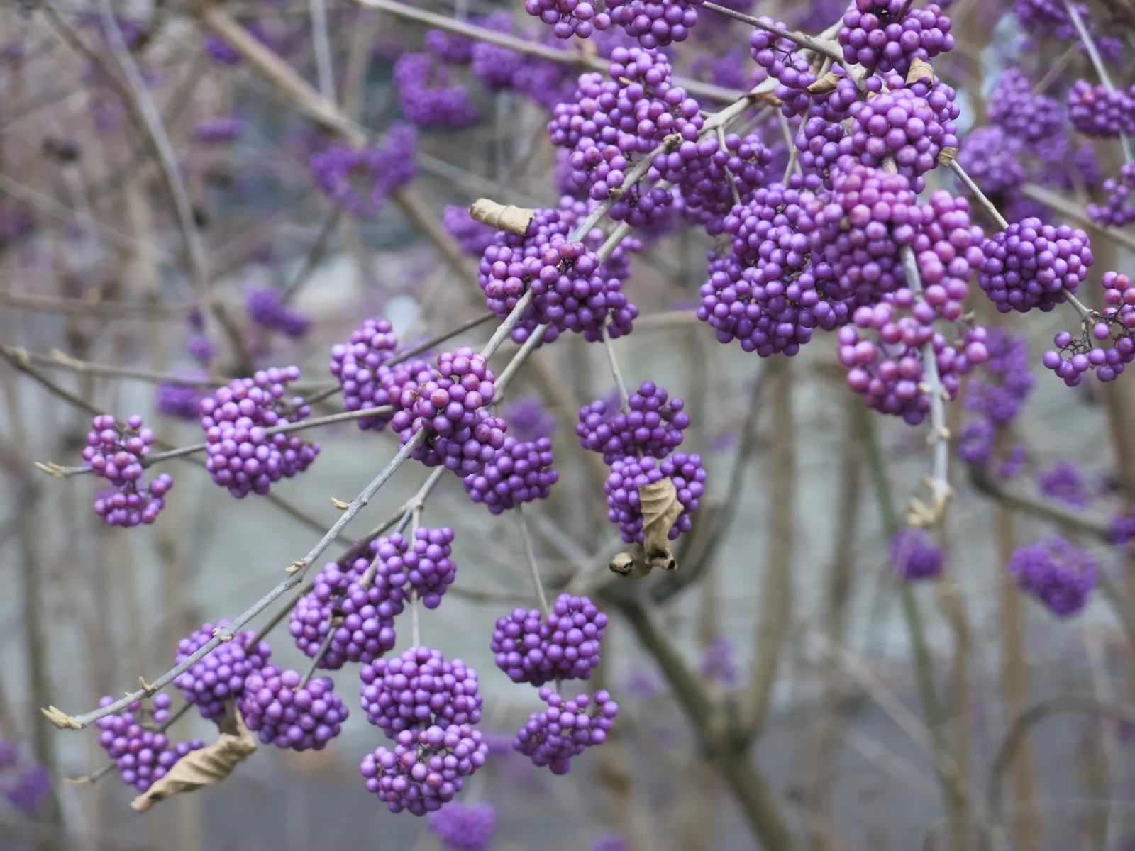 Beautyberry (Callicarpa Bodinieri) — after delicate pink flowers in summer; it thrives in USDA hardiness zones 5 through 8, image 146