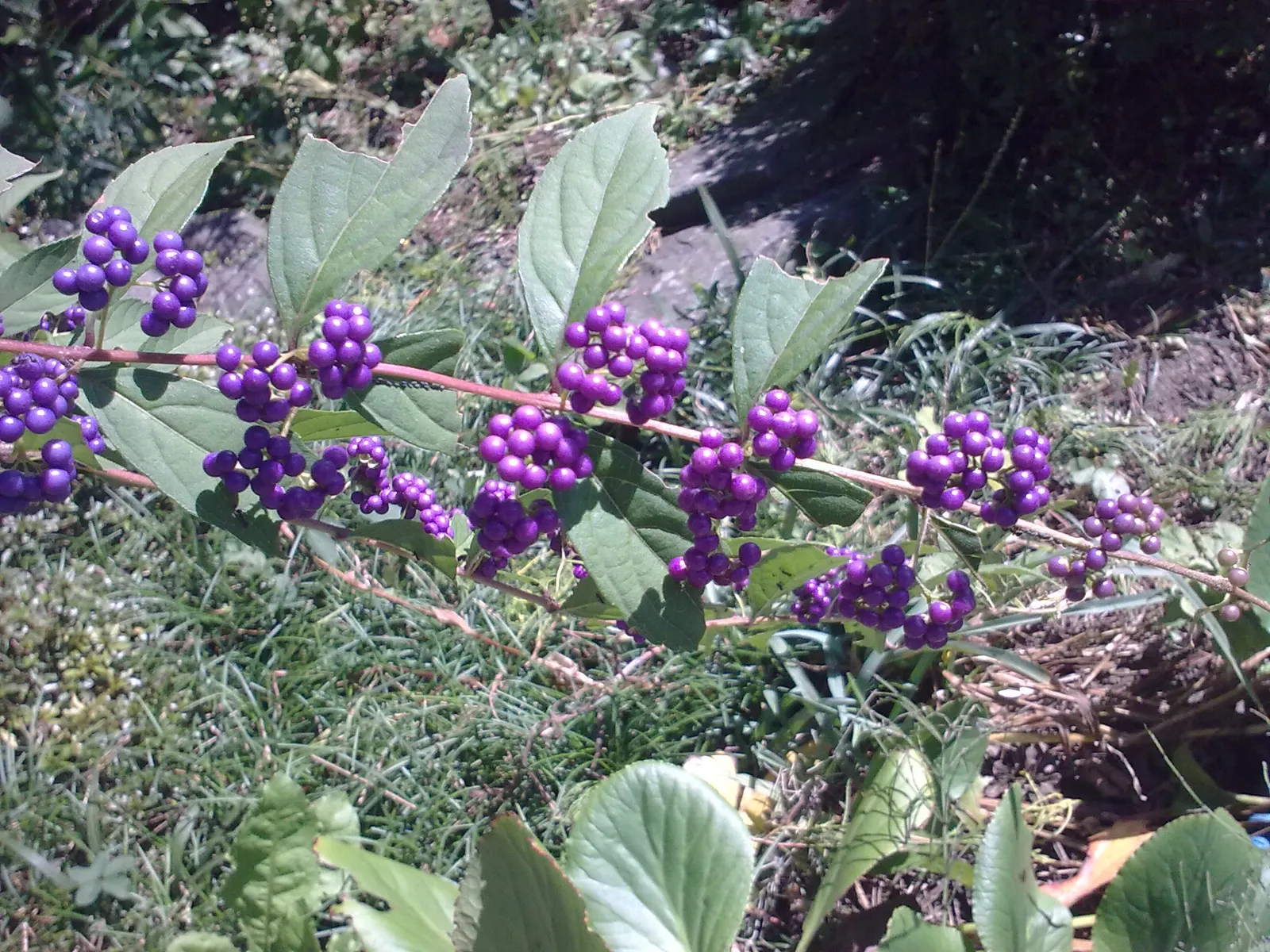 Beautyberry (Callicarpa Bodinieri) — Thriving in full sun to partial shade, it reaches up to 6 ft in height and spread; regular pruning in late, image 51