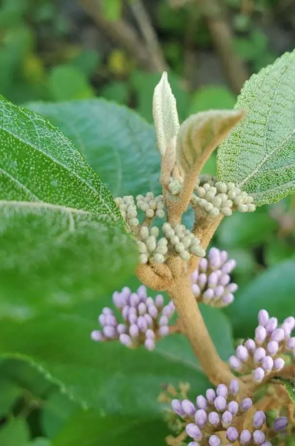 Beautyberry (Callicarpa Bodinieri) — Hardy in USDA zones 5-8, it requires well-drained soil; is a deciduous shrub boasting clusters of vibrant purple berries