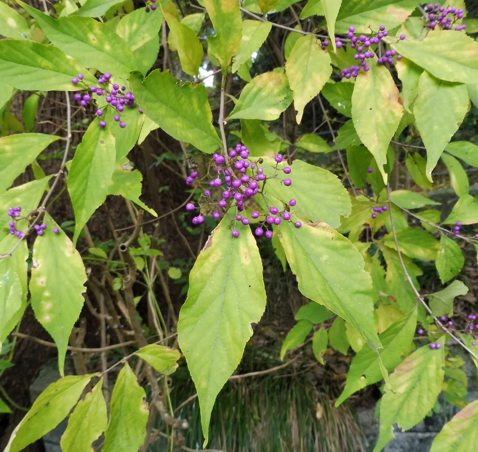 Beautyberry (Callicarpa Bodinieri) — the Beautyberry boasts small pink to light purple flowers in summer