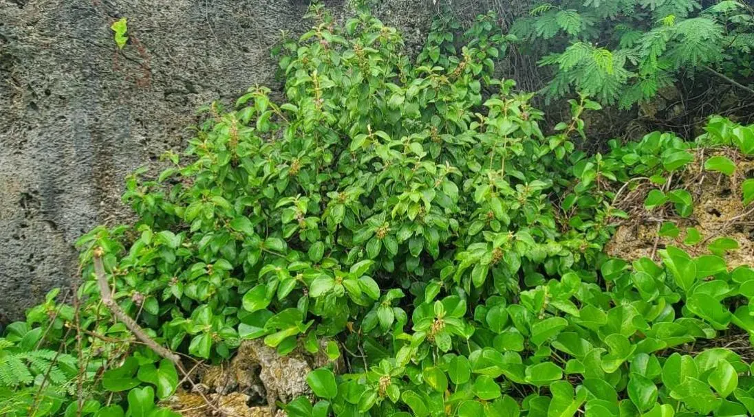 Beautyberry (Callicarpa Bodinieri) — allowing it to serve as a stunning focal point or accent within a mixed border; it's worth noting to the client that