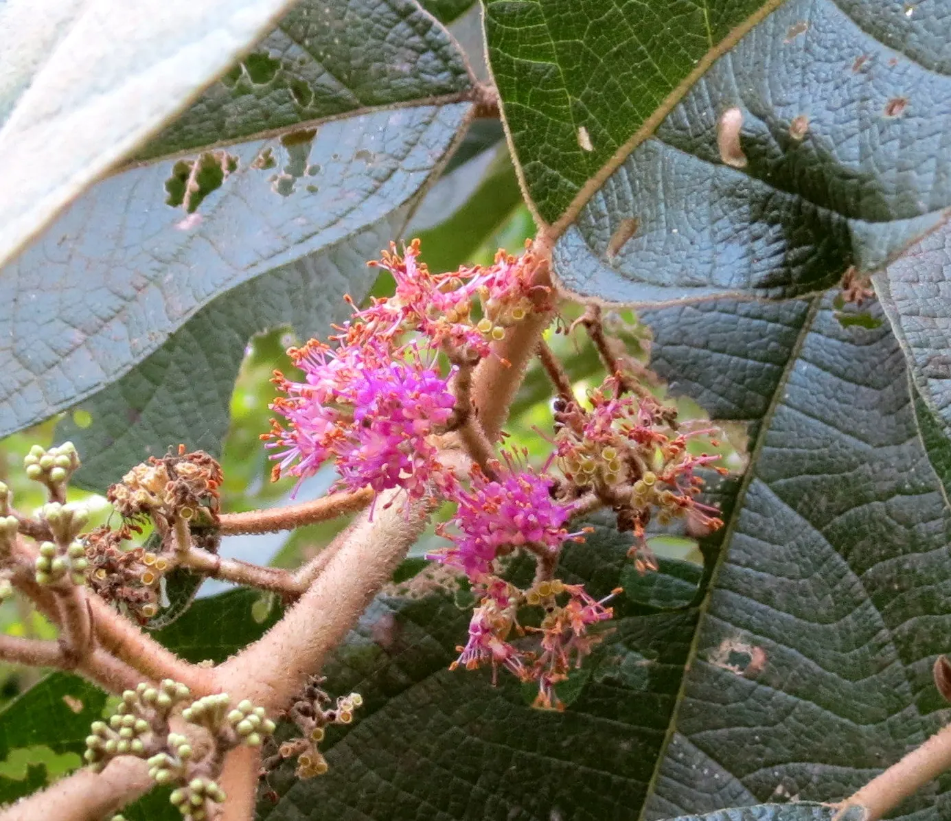 Beautyberry (Callicarpa Bodinieri) — These berry clusters encircle the stems; the Beautyberry boasts small pink to light purple flowers in summer, image 88