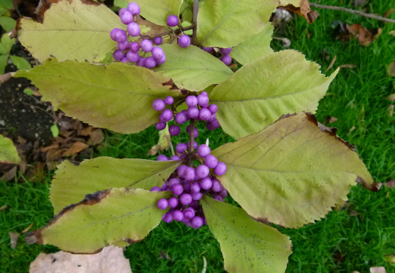 Beautyberry (Callicarpa Bodinieri) — preferring a sunny to part shade location with well-drained soil