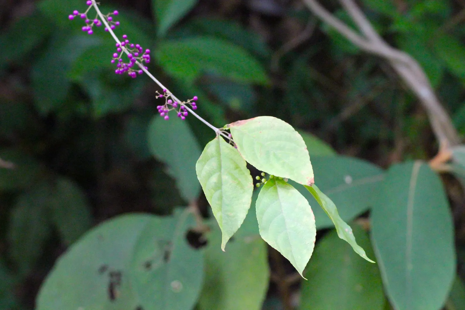 Beautyberry (Callicarpa Bodinieri) — which are quite subtle when compared to the dramatic show of clustered; shrub with pink and purple blooms, image 110