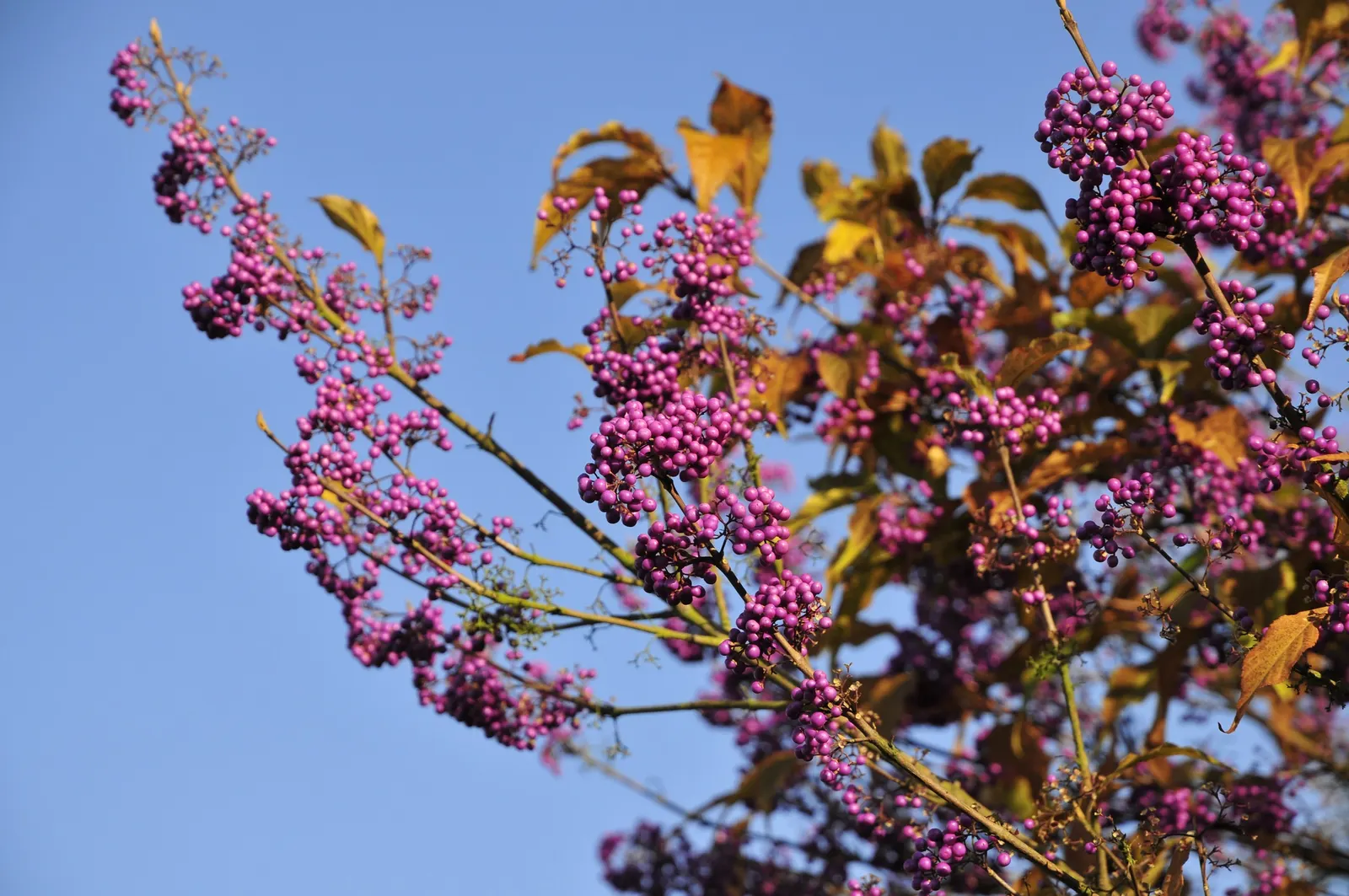 Beautyberry (Callicarpa Bodinieri) — it's worth noting to the client that Callicarpa bodinieri is relatively low-maintenance; allowing it to serve, image 115