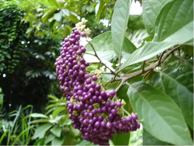 Beautyberry (Callicarpa Bodinieri) — pink and purple flowers in the garden; commonly referred to as Beautyberry, image 142