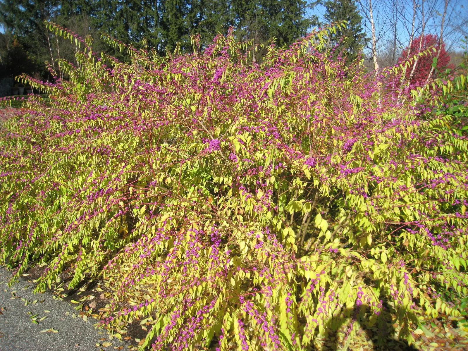 Beautyberry (Callicarpa Bodinieri) — preferring a sunny to part shade location with well-drained soil; this plant typically reaches a mature height, image 84