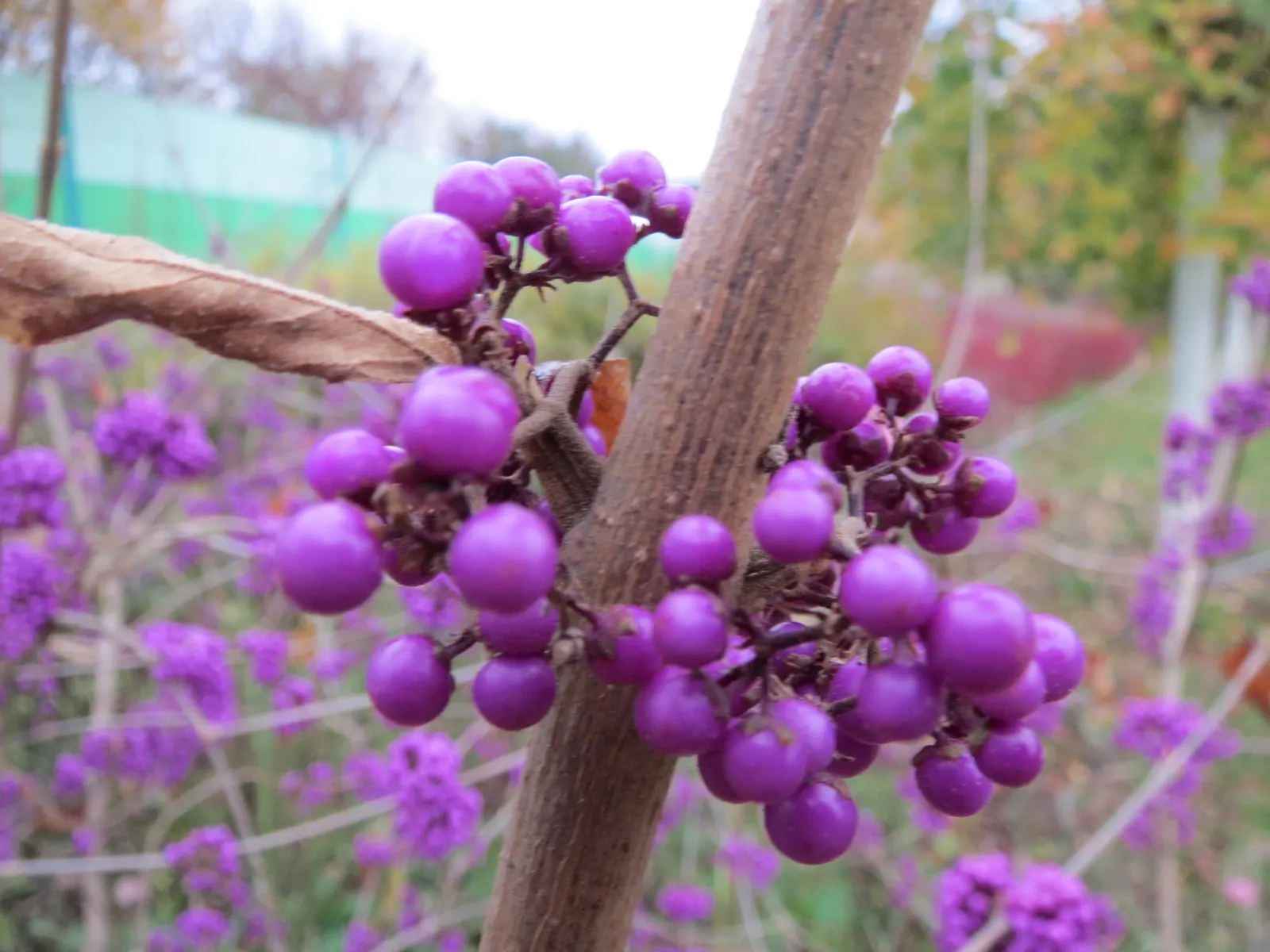 Beautyberry (Callicarpa Bodinieri) — It thrives in USDA hardiness zones 5 through 8; after delicate pink flowers in summer, image 59