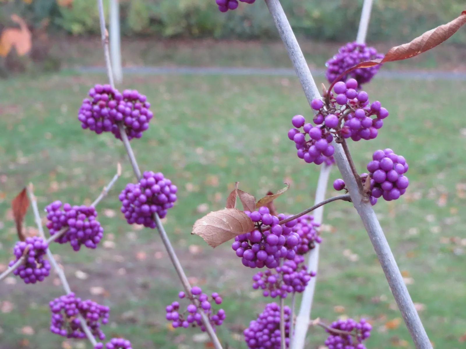 Beautyberry (Callicarpa Bodinieri) — is a deciduous shrub boasting clusters of vibrant purple berries in fall; hardy in USDA zones 5-8, it requires, image 97