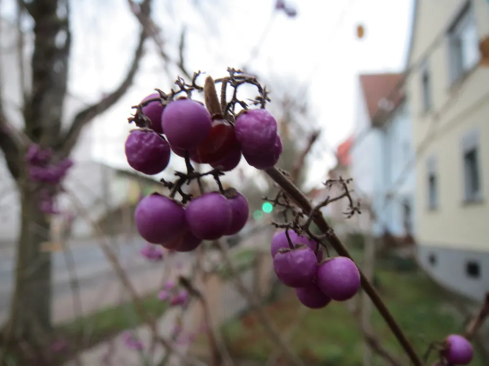 Beautyberry (Callicarpa Bodinieri) — Regular pruning in late winter can enhance the shrub's form and promote vigorous growth; thriving in full sun to partial