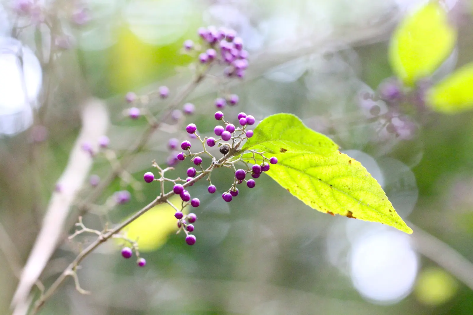Beautyberry (Callicarpa Bodinieri) — It thrives in USDA hardiness zones 5 through 8; after delicate pink flowers in summer