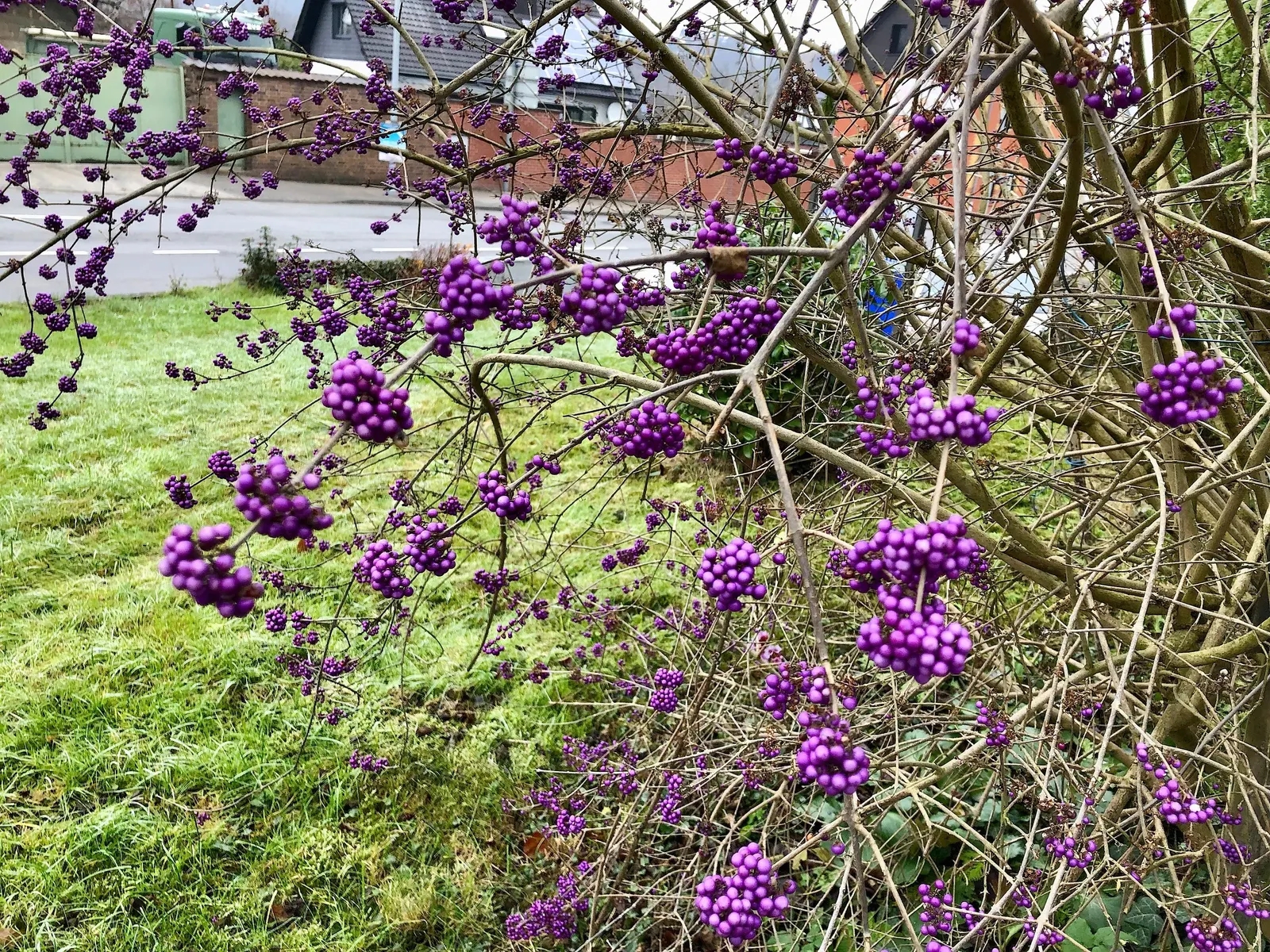 Beautyberry (Callicarpa Bodinieri) — requiring minimal attention once established; it is recommended to plant the Beautyberry in full sun, image 140