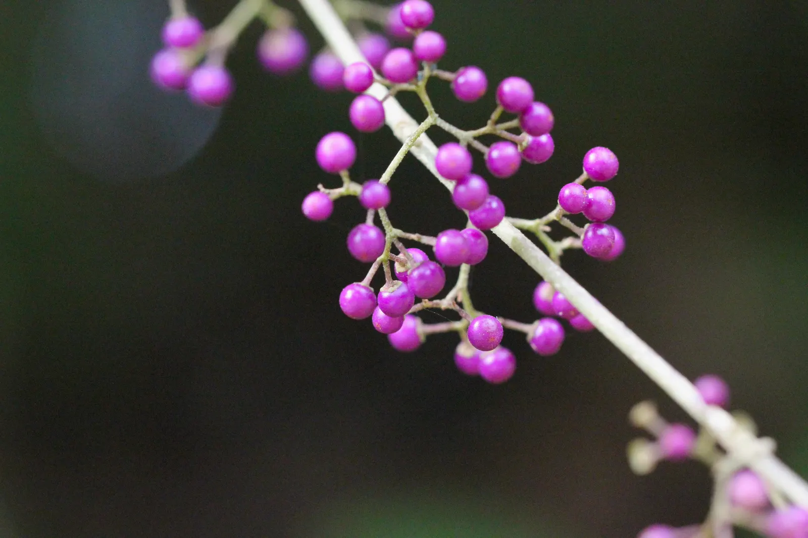 Beautyberry (Callicarpa Bodinieri) — allowing it to serve as a stunning focal point or accent within a mixed border