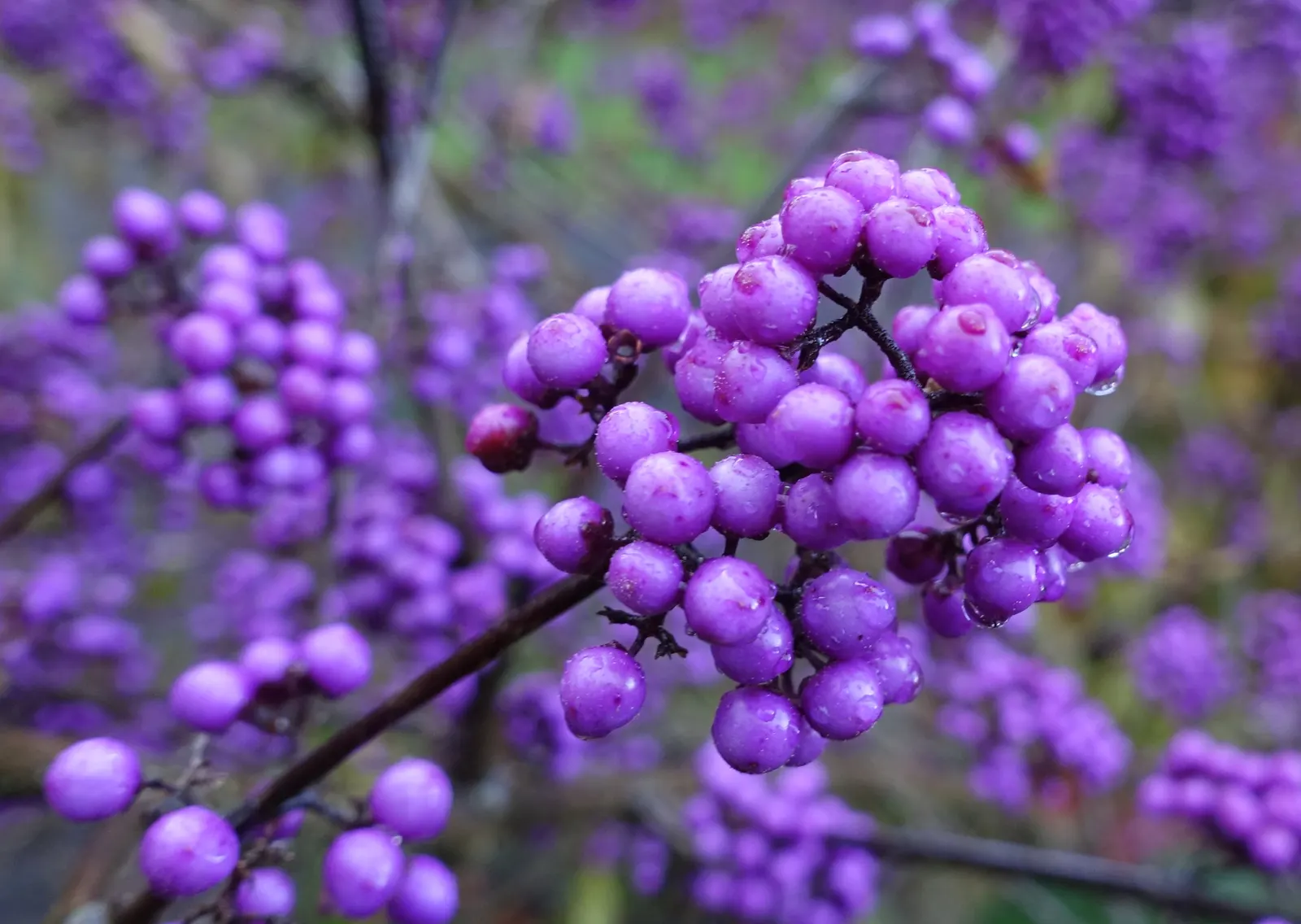 Beautyberry (Callicarpa Bodinieri) — after delicate pink flowers in summer; it thrives in USDA hardiness zones 5 through 8, image 170