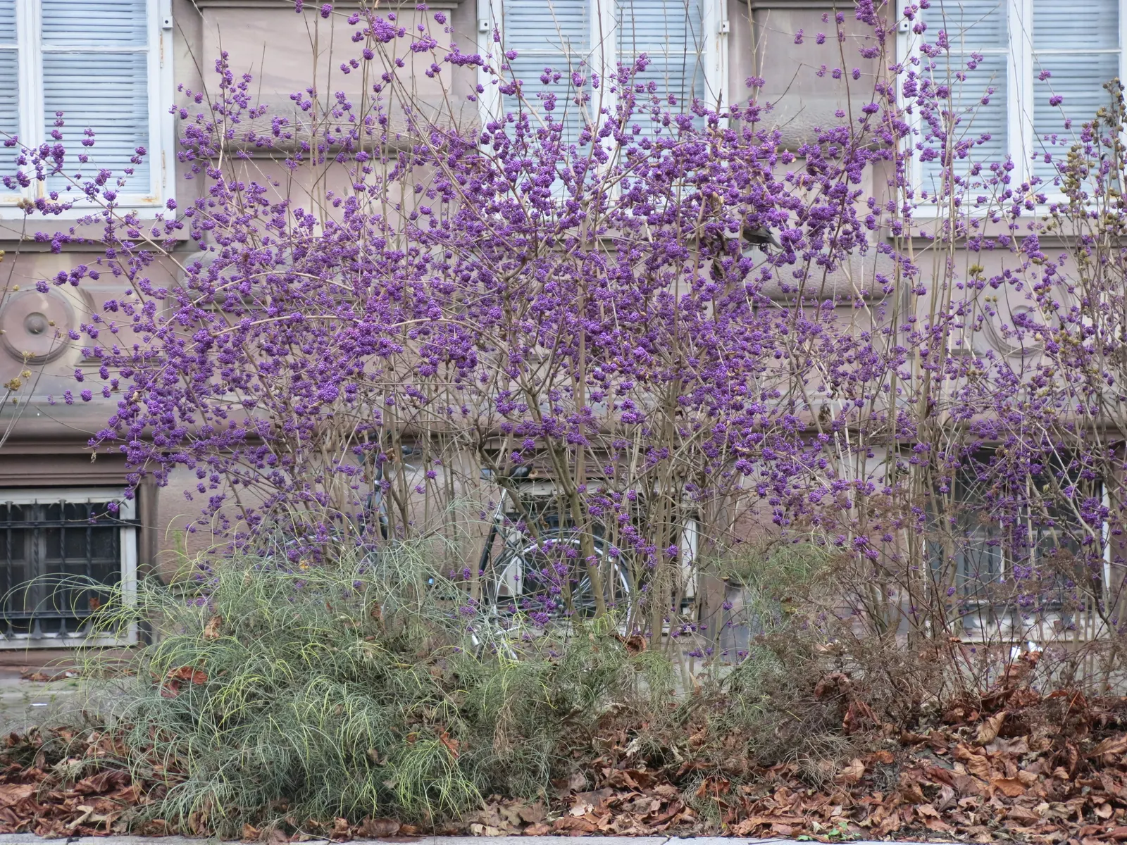 Beautyberry (Callicarpa Bodinieri) — Regular pruning in late winter can enhance the shrub's form and promote vigorous growth; thriving in full sun, image 66